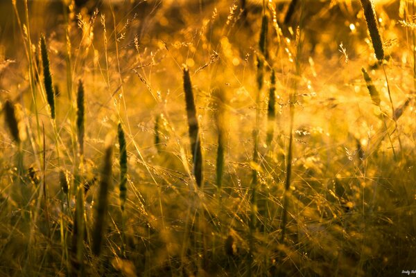 Herbe coucher de soleil solnets nature