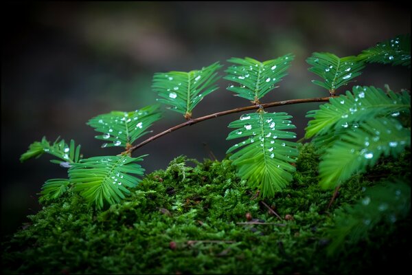 Moss and water drops on a branch