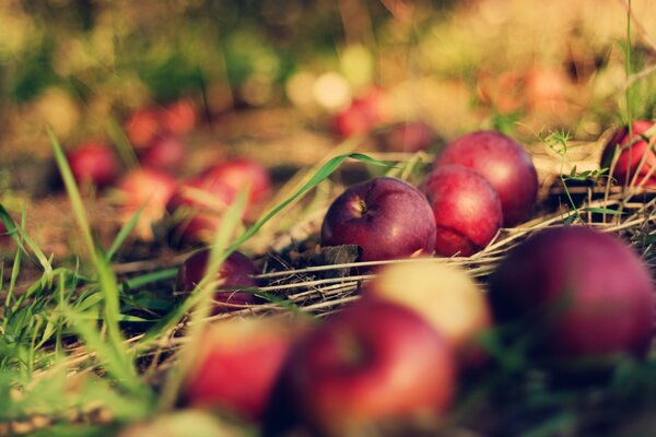 Maroon apples on green grass