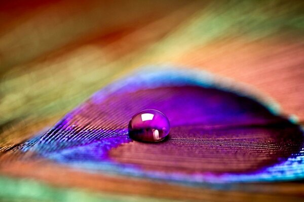 Multicolored peacock feather with a drop of water