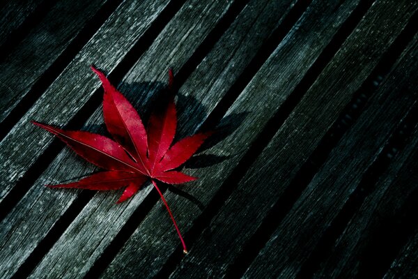 Фото красный лист на дереве