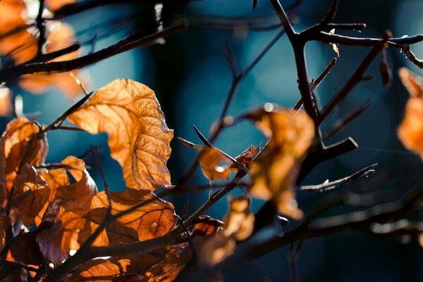 Autumn leaves in the light of a night lamp