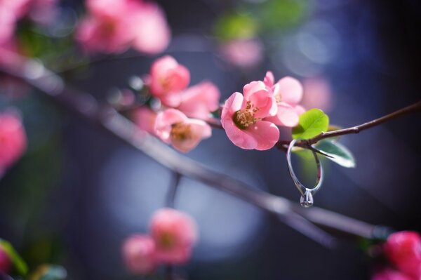 Qué hermosa es la temporada de primavera