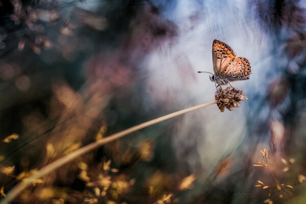 A butterfly sits on a withering plant