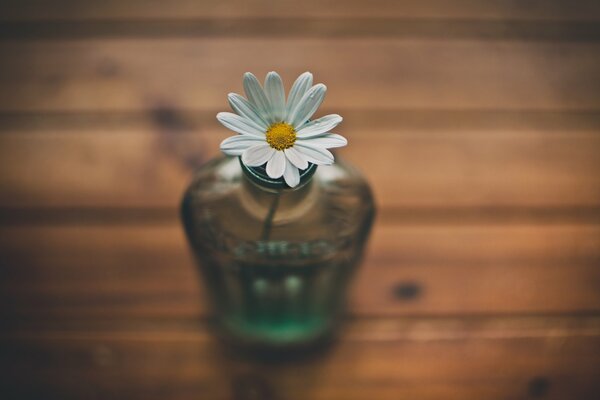 A small daisy stands in a vase