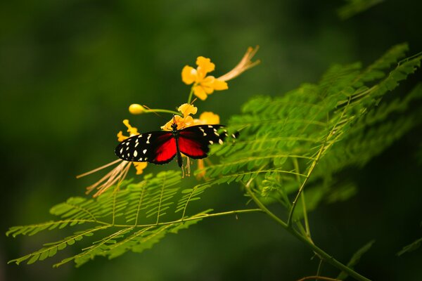 Red butterfly with yellow flowers on a branch