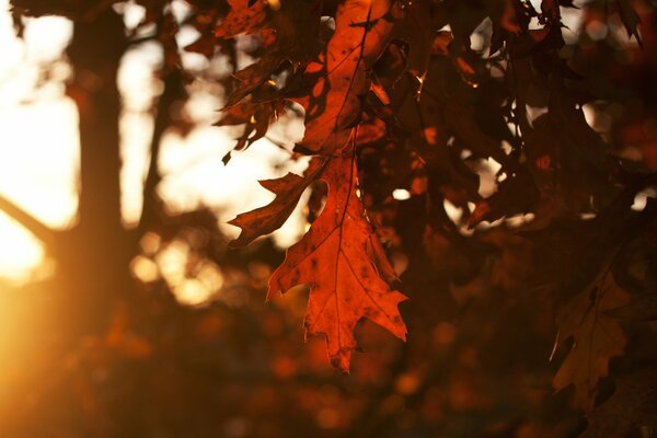 Durch die Blätter der Herbstbäume strahlen Licht bei Sonnenuntergang