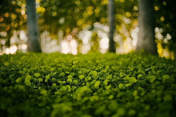 Green young leaves of grass in the forest