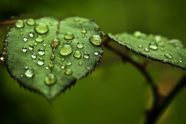 Gotas de rocío en hojas verdes