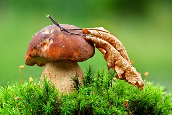 Ein weißer Pilz steht in grünem Moos, auf dem Pilz liegt ein trockenes Blatt, auf einem verschwommenen grünen Hintergrund