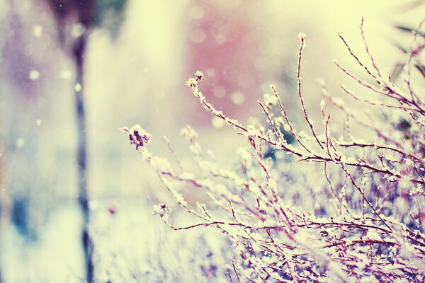 Branches couvertes de neige moelleuse