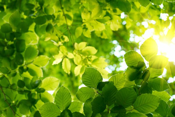 Rayons du soleil à travers le feuillage printanier