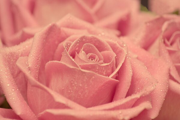 Primo piano della rosa rosa rivelata