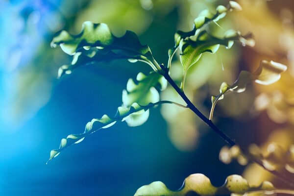 A tree branch by the light of a lantern