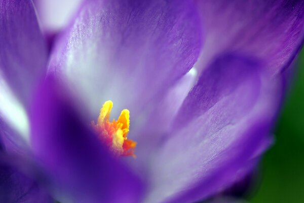 Violeta púrpura con medio amarillo