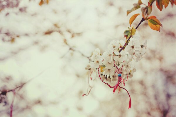 A magic knot on a sakura branch