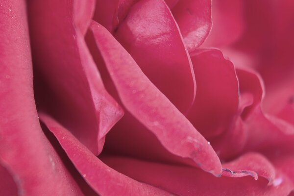 Delicados pétalos de rosa rosa