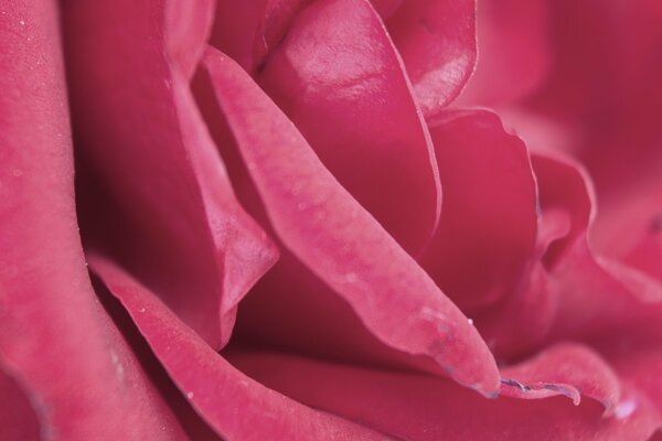 Delicati petali di rosa rosa