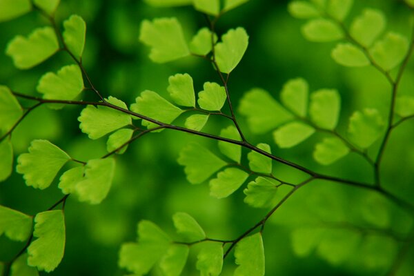 Macro photography of green tree foliage