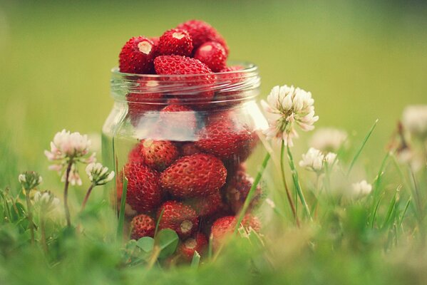 Erdbeeren in einem Glas in der Natur