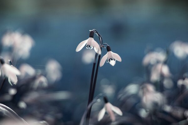 The first snowdrops in the meadow in spring