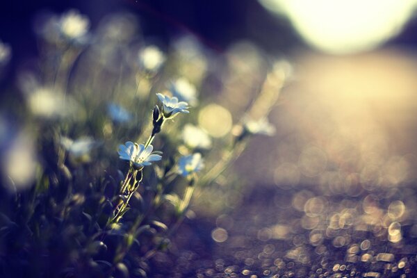 Blue flowers in dew drops