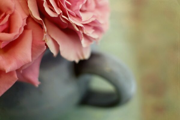 Foto macro de una rosa en una taza