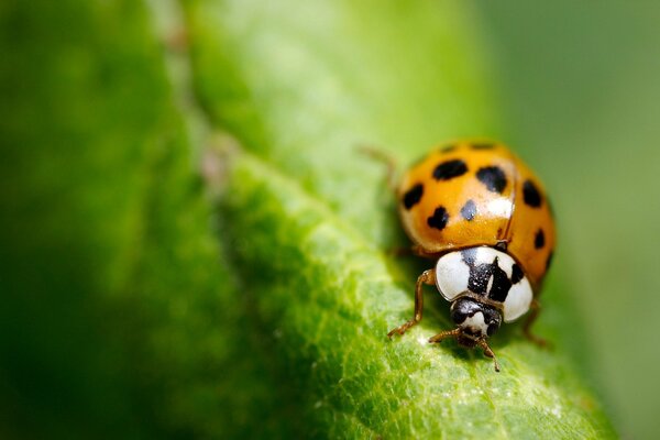 Coccinella su foglia verde