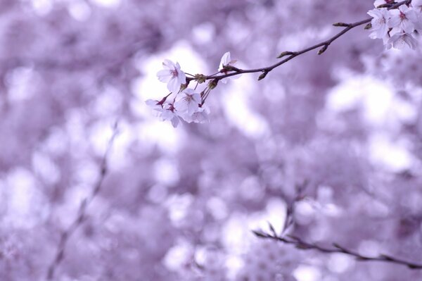Macro shooting of white, delicate cherry blossoms