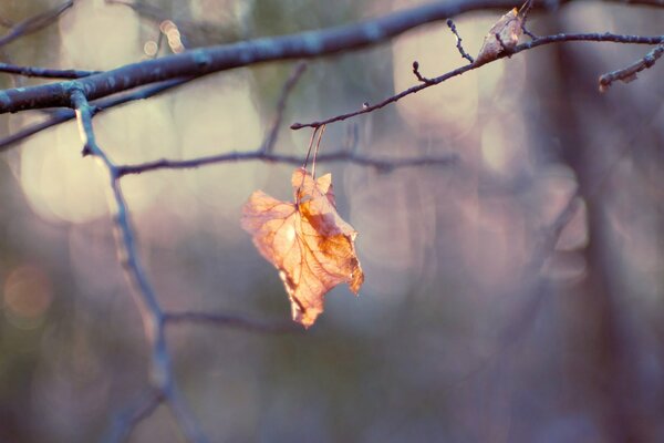 Autumn , yellow autumn has come