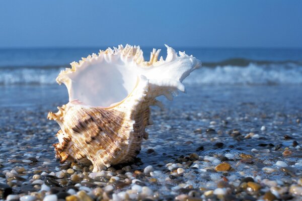 Conchiglia sulla riva di pietra sullo sfondo del mare