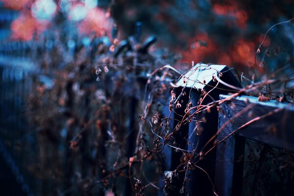 A wooden fence wrapped with dry bindweed