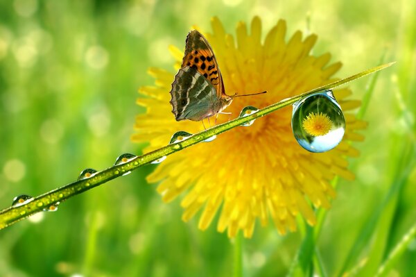 Foto gota en el tallo y mariposa