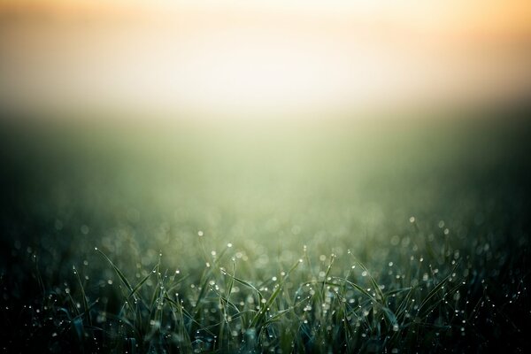 Background image grass in morning dew