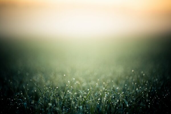 Image de fond de l herbe dans la rosée du matin