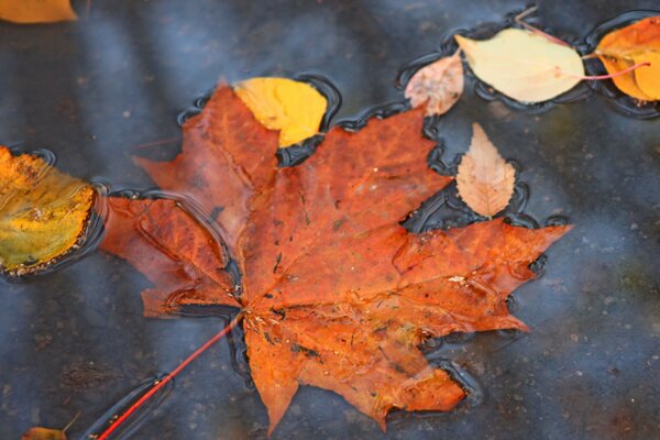 À l automne, il est bon d observer les changements dans la nature, en particulier lorsque d énormes feuilles d érables dansent dans un Tourbillon de feuilles tombent dans une flaque d eau. e