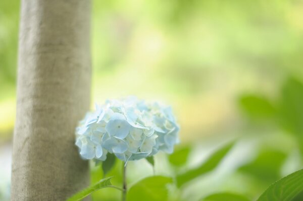 White flower on the background of a tree trunk