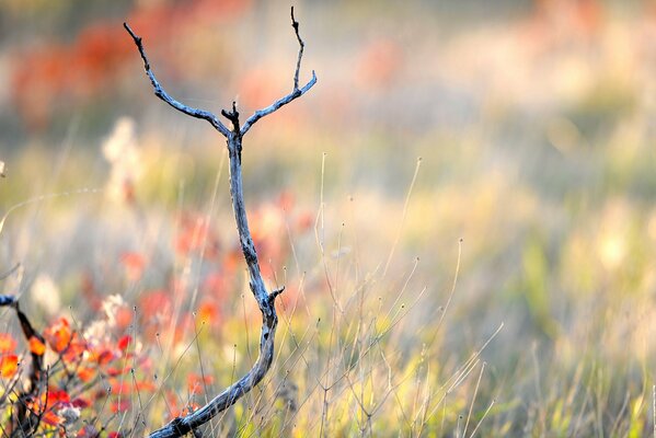 A dry branch in the autumn grass