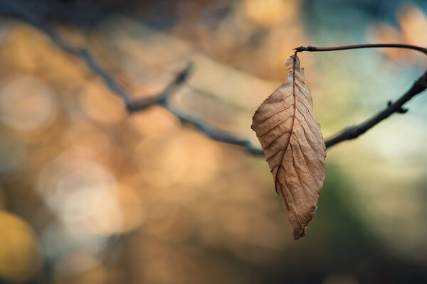 Feuille jaune solitaire suspendue sur une branche