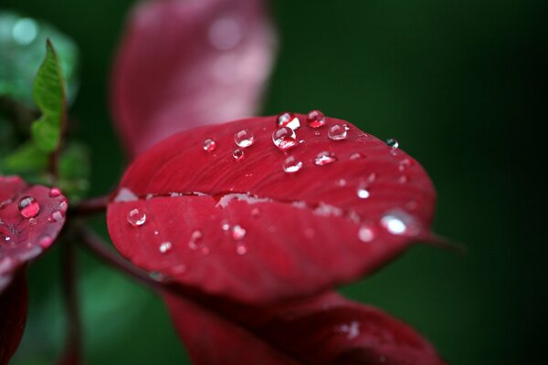 Foglia rossa con gocce in macro