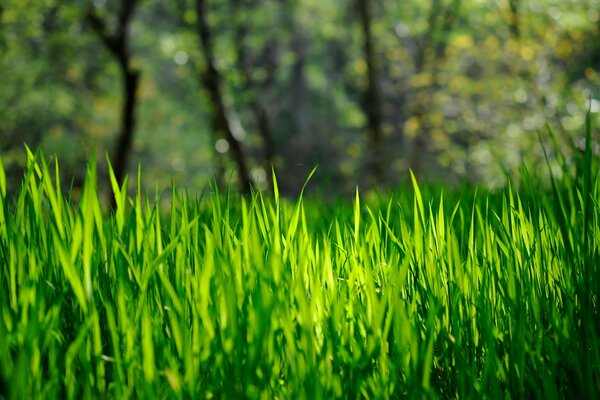 Herbe verte juteuse de printemps