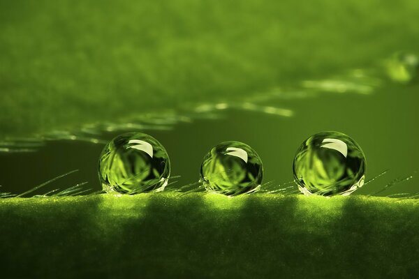 Green background with dew drops on the surface