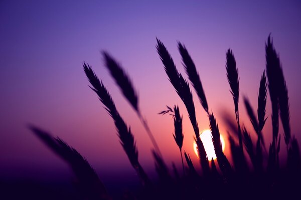 Espigas al atardecer de un día de verano