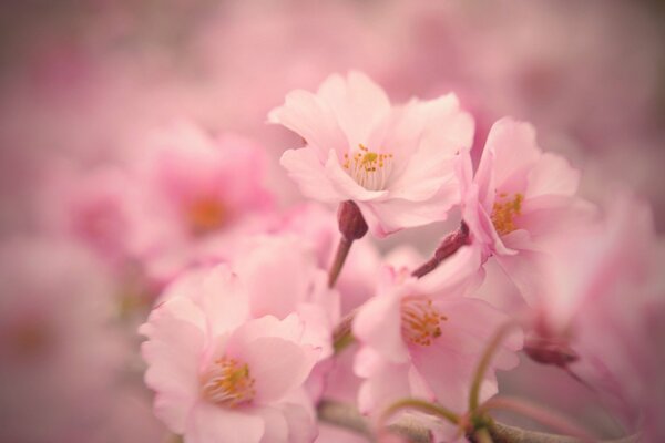 Frühling Kirschblüten auf verschwommenem Hintergrund
