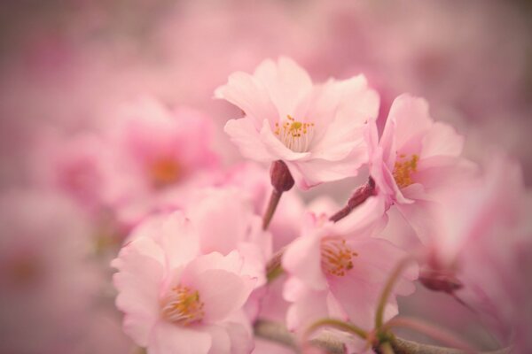 Flores de cerezo de primavera sobre un fondo borroso