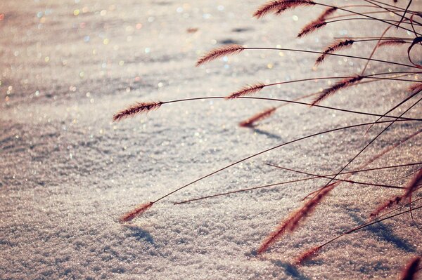 Ears of corn on shiny snow in winter