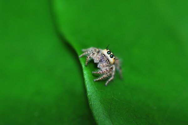 Una araña muy pequeña se sienta en una hoja verde