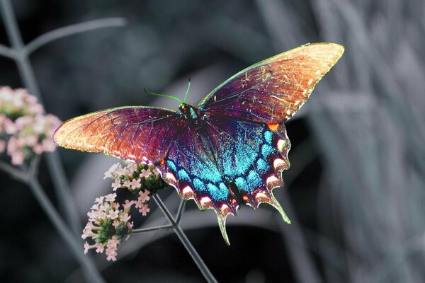 Motyl z brązowo-niebieskimi skrzydłami na małych różowych kwiatach na rozmytym tle