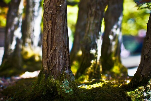 Árboles del bosque en el sol