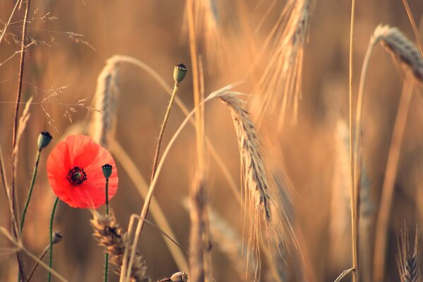 Red poppy on the background of an autumn field